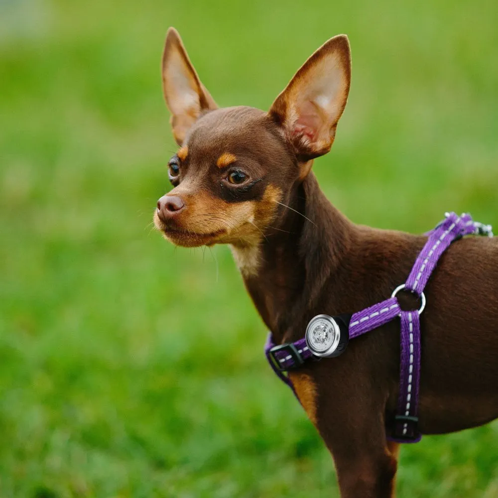 UMO21003A pet safety light - Image 4